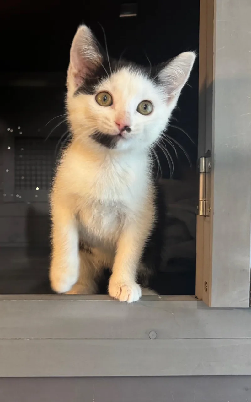 A baby small-sized female Domestic Short Hair cat named Amity for adoption in Seven Valleys, PA