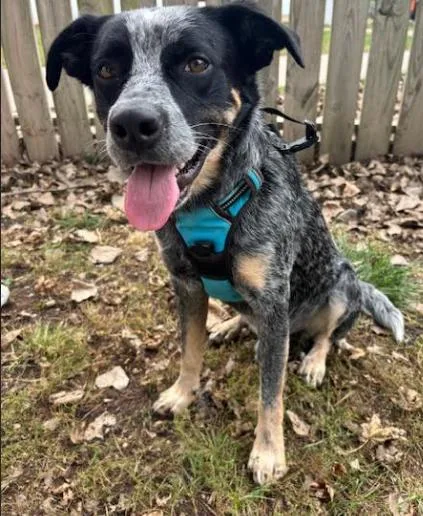 A young medium-sized male Australian Cattle Dog / Blue Heeler dog named Bandit for adoption in Rockwell City, IA
