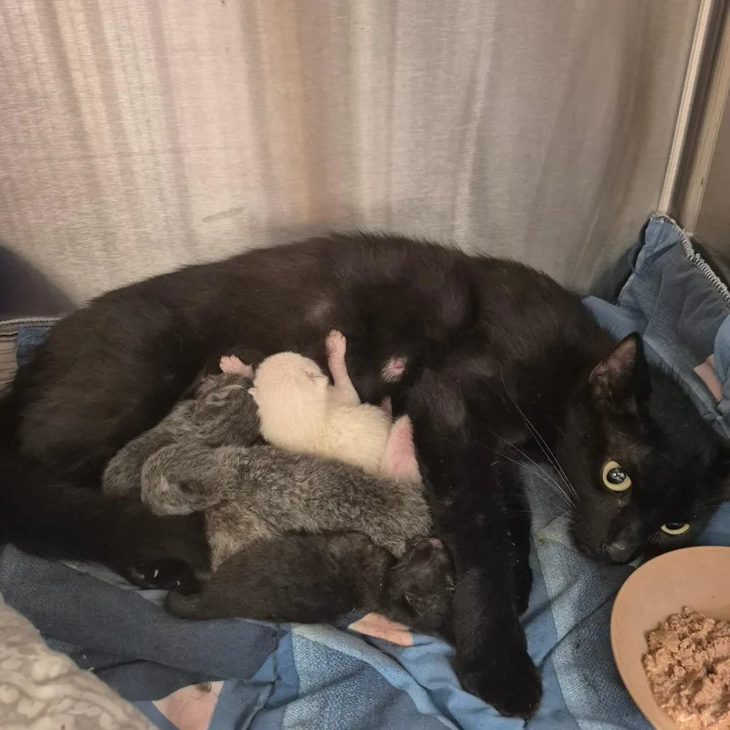 A young small-sized female Black Domestic Short Hair cat named Storm for adoption in Kingman, KS
