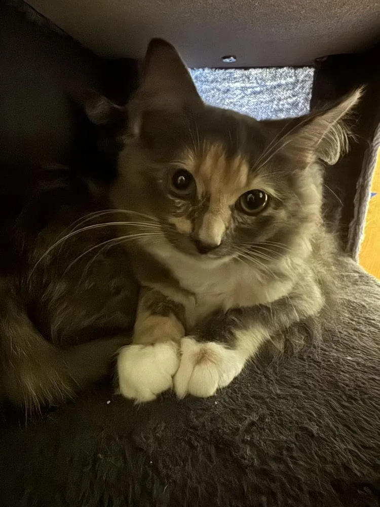 A baby small-sized female Domestic Short Hair cat named Ziti for adoption in Duxbury, MA