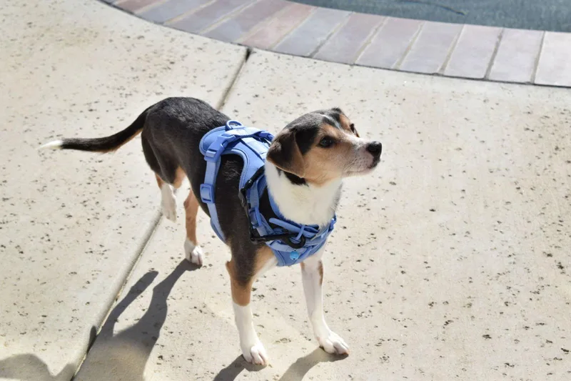 Cruisertiny Cutie! thumbnail 2