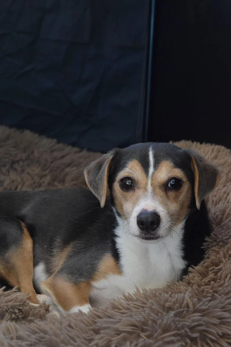 Cruisertiny Cutie! thumbnail 3