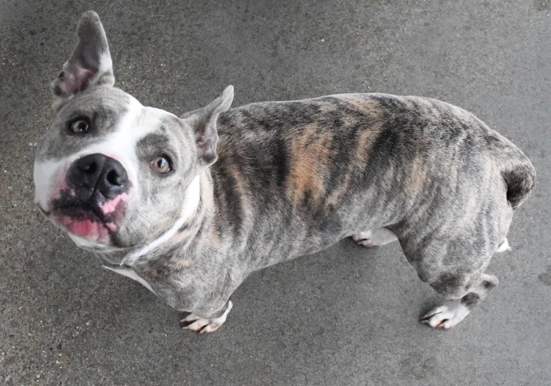 An adult medium-sized female Brindle Pit Bull Terrier dog named 22280 for adoption in Broken Arrow, OK