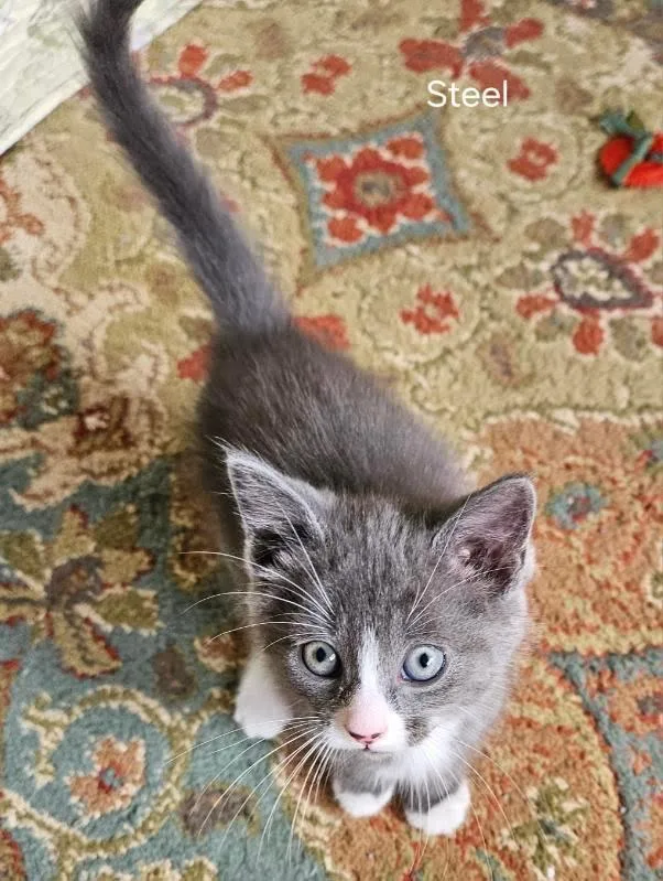 A baby medium-sized male Domestic Short Hair cat named Steel for adoption in Parkville, MD