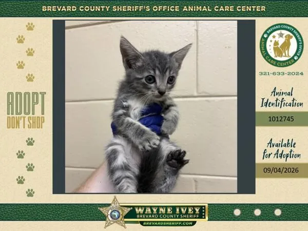 A baby small-sized male Domestic Medium Hair cat named Spooky for adoption in Melbourne, FL