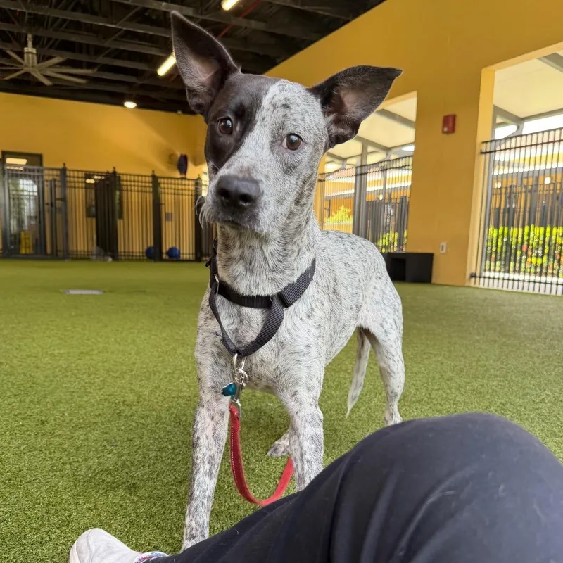 A young medium-sized female Black Mixed Breed dog named Sue for adoption in West Palm Beach, FL
