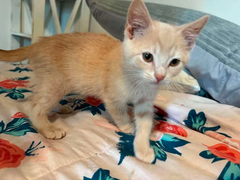 A baby medium-sized male Domestic Short Hair cat named Redbud for adoption in Cromwell, KY