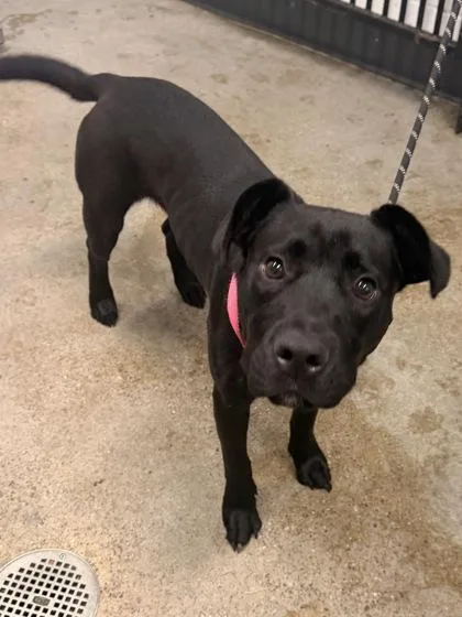 A baby medium-sized female Pit Bull Terrier dog named Marnie for adoption in Cleveland, OH