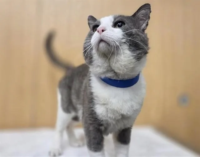 A young medium-sized male Domestic Medium Hair cat named Boston for adoption in Saint Louis, MO