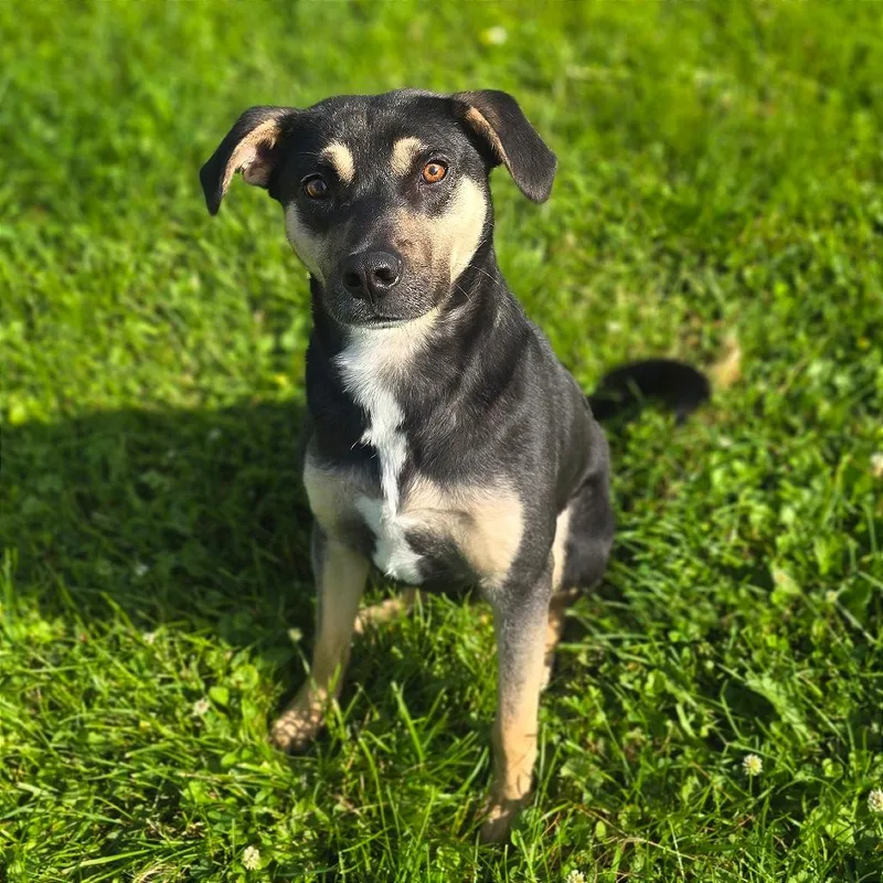 A young medium-sized male Black Shepherd dog named Daryl for adoption in Milan, IL