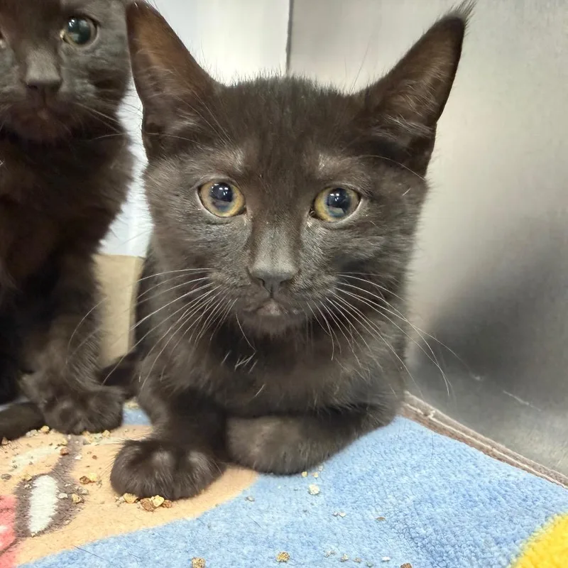 "Bagheera"