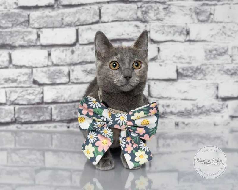 A baby medium-sized female Dilute Tortoiseshell cat named Sugar for adoption in Tuscaloosa, AL