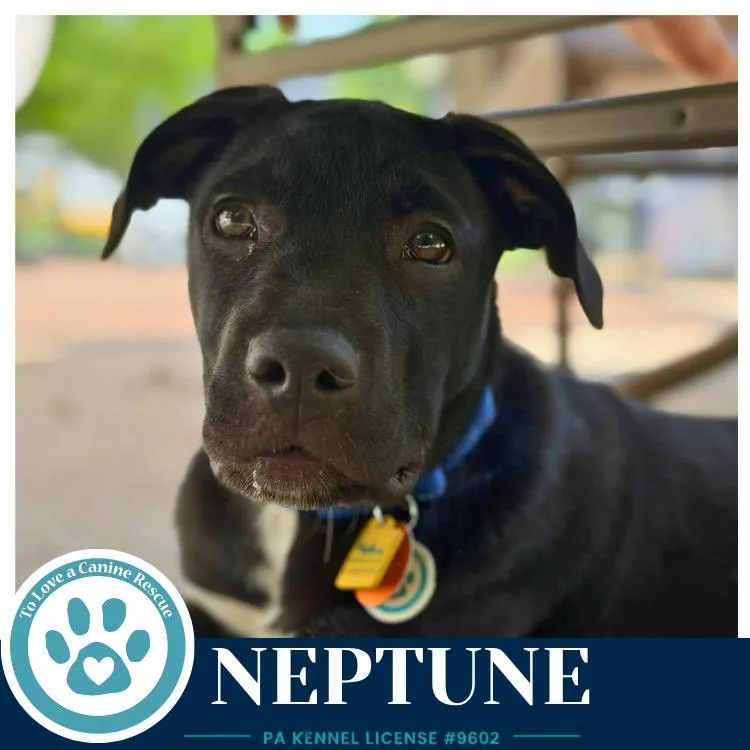 Neptune thumbnail 2