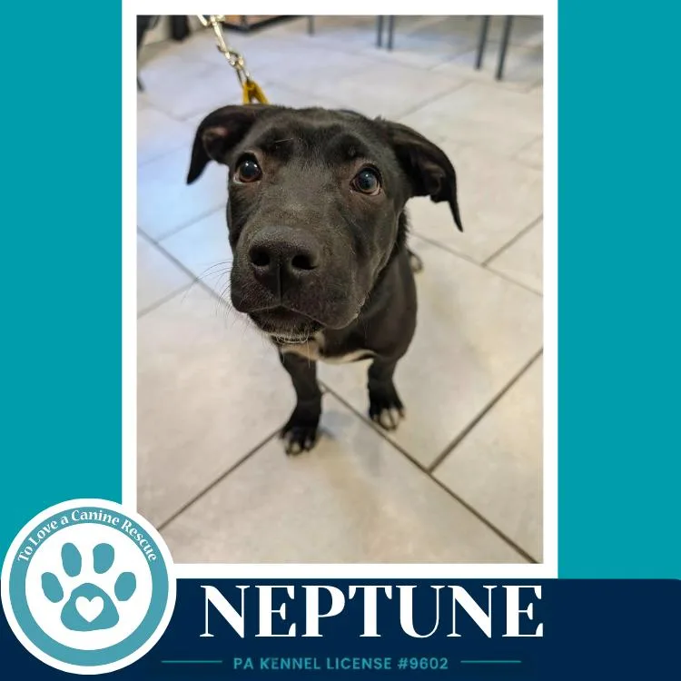 Neptune thumbnail 3