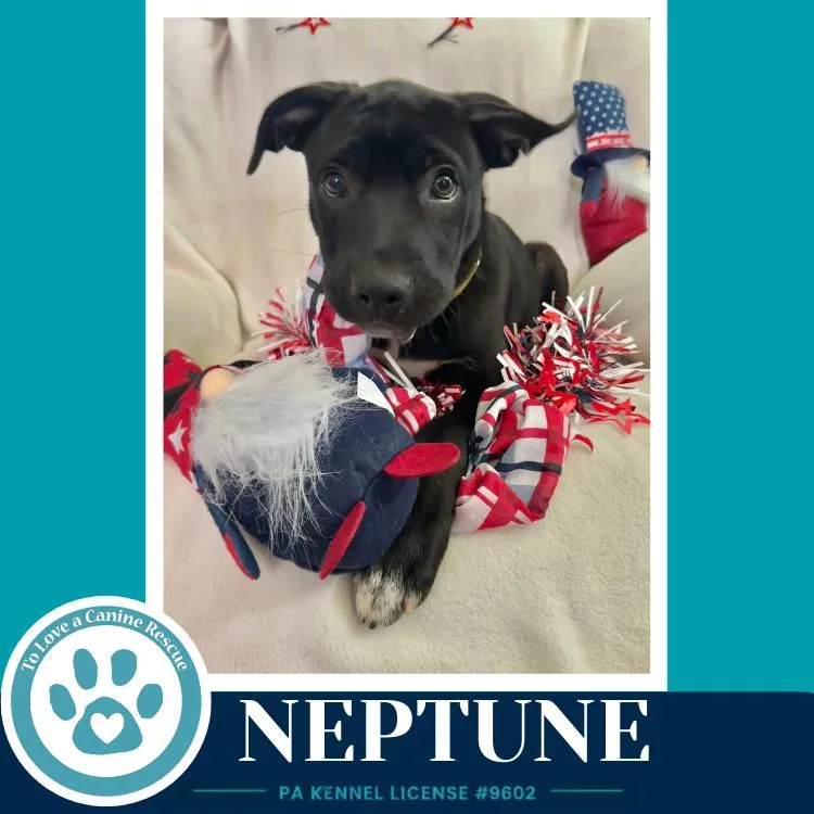 Neptune thumbnail 4