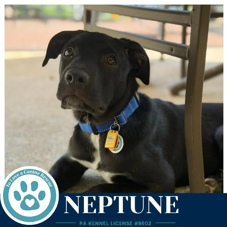 Neptune thumbnail 5