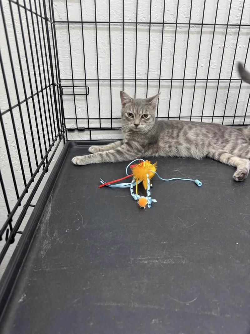 A young medium-sized male Tabby (Gray / Blue / Silver) Domestic Short Hair cat named Galahad for adoption in Sonora, CA