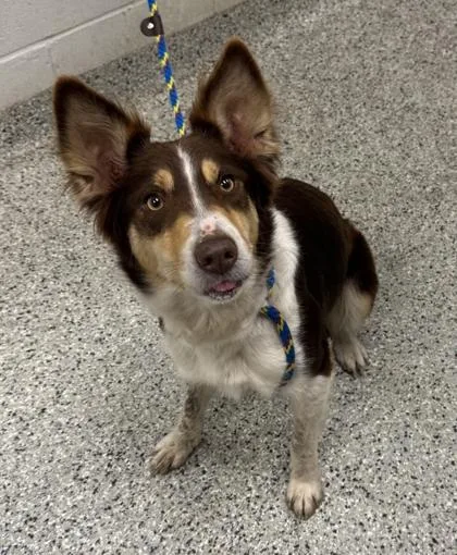 An adult medium-sized female Brown / Chocolate Border Collie dog named Nell for adoption in Kansas City, MO