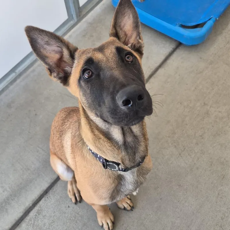A young medium-sized female Black Belgian Shepherd / Malinois dog named Rita for adoption in San Pablo, CA