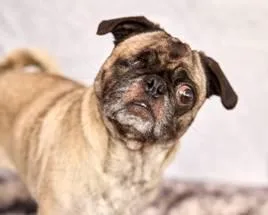 An adult small-sized female Pug dog named Irene for adoption in Pelham, MA