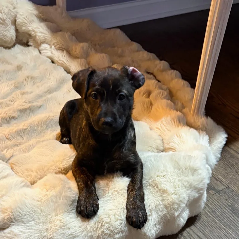 Henrietta's Pup Gingersnap