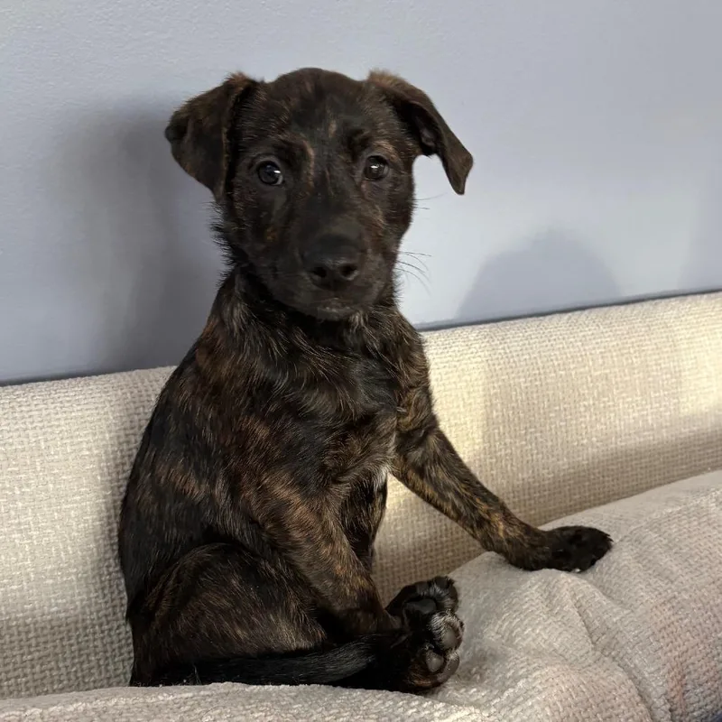 Henrietta's Pup Gingersnap thumbnail 2