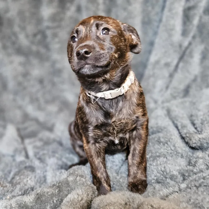 Henrietta's Pup Gingersnap thumbnail 3