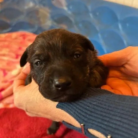 Henrietta's Pup Gingersnap thumbnail 4