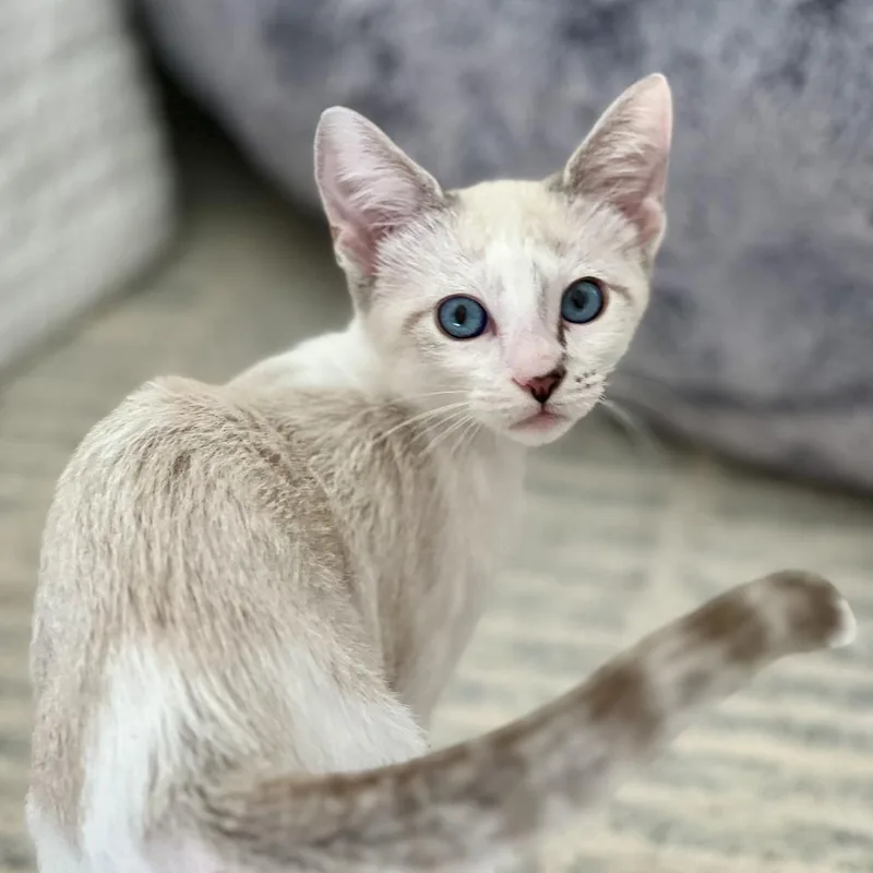 A baby small-sized male Cream / Ivory Domestic Short Hair cat named Sugar Blossom for adoption in Houston, TX