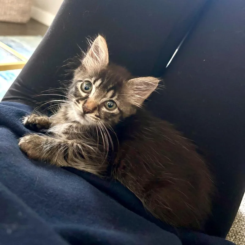A baby small-sized female Black Domestic Short Hair cat named Stop Sign for adoption in Austin, TX