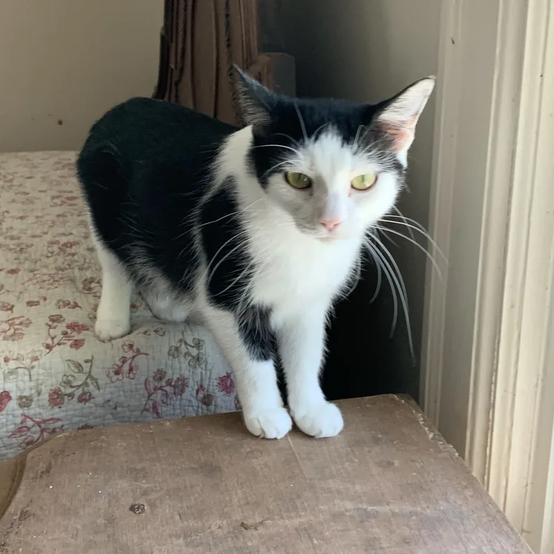 An adult medium-sized female Black & White / Tuxedo Domestic Short Hair cat named Cookie for adoption in Shelby Township, MI