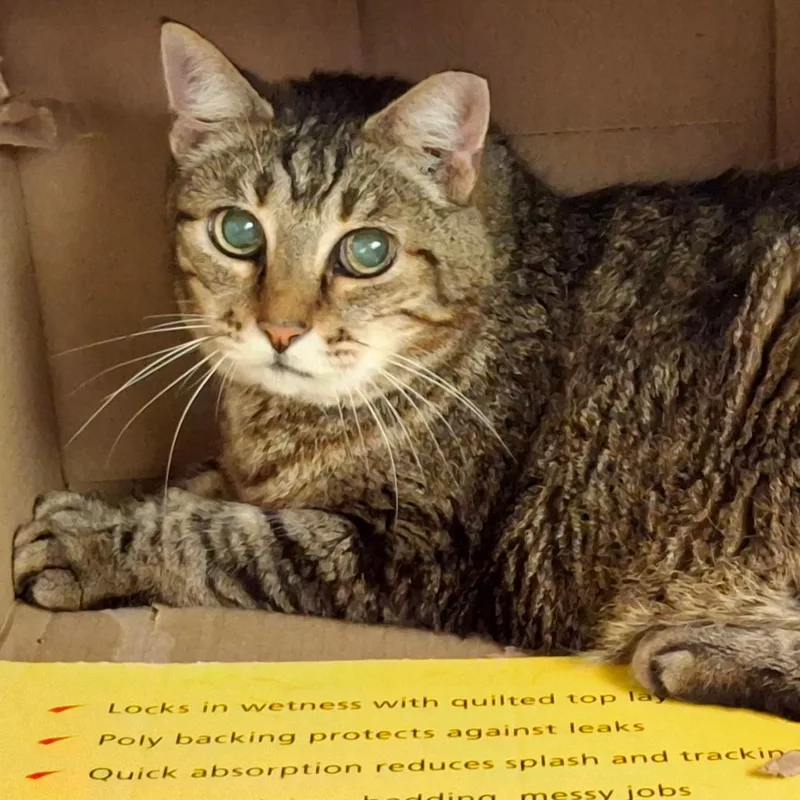 A senior medium-sized female Brown / Chocolate Domestic Short Hair cat named Oatmeal for adoption in Titusville, FL