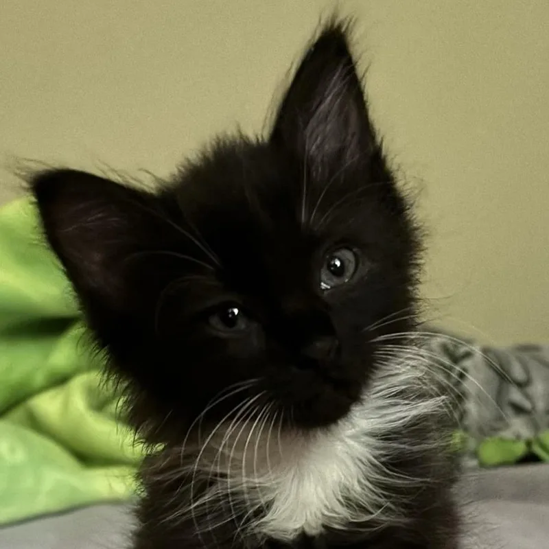 A baby small-sized female Black Domestic Medium Hair cat named Ivy for adoption in Peachtree City, GA
