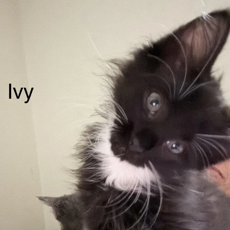 Ivy thumbnail 2