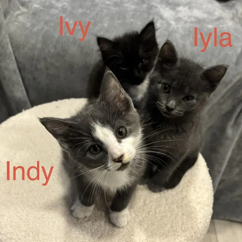 Ivy thumbnail 4