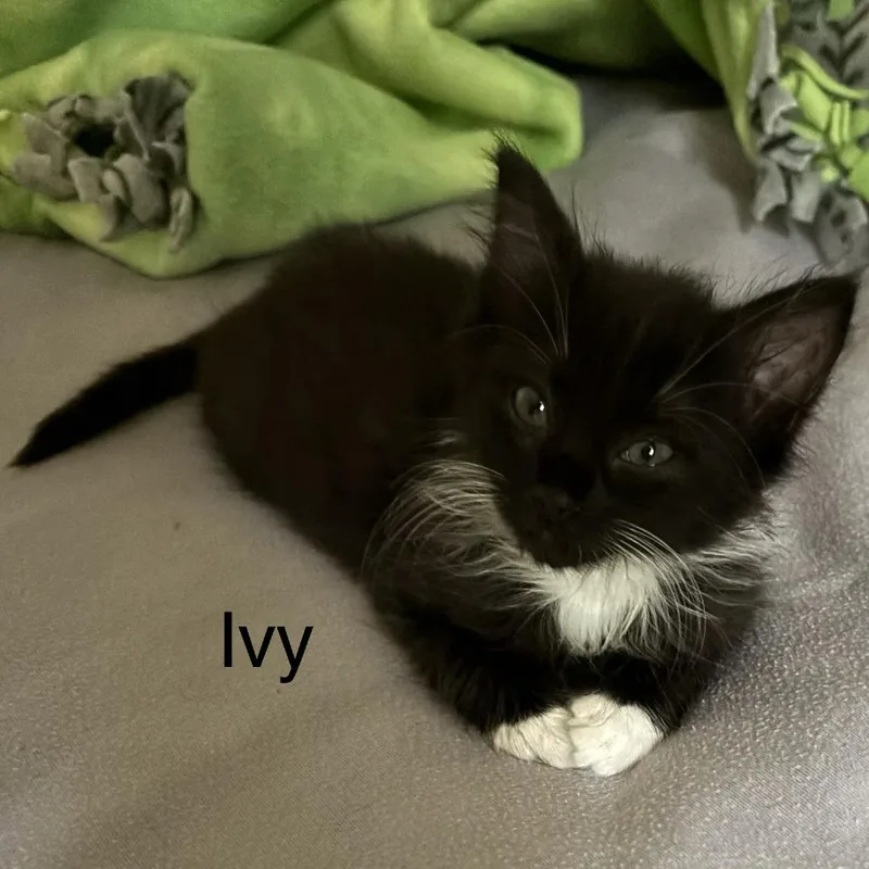 Ivy thumbnail 5