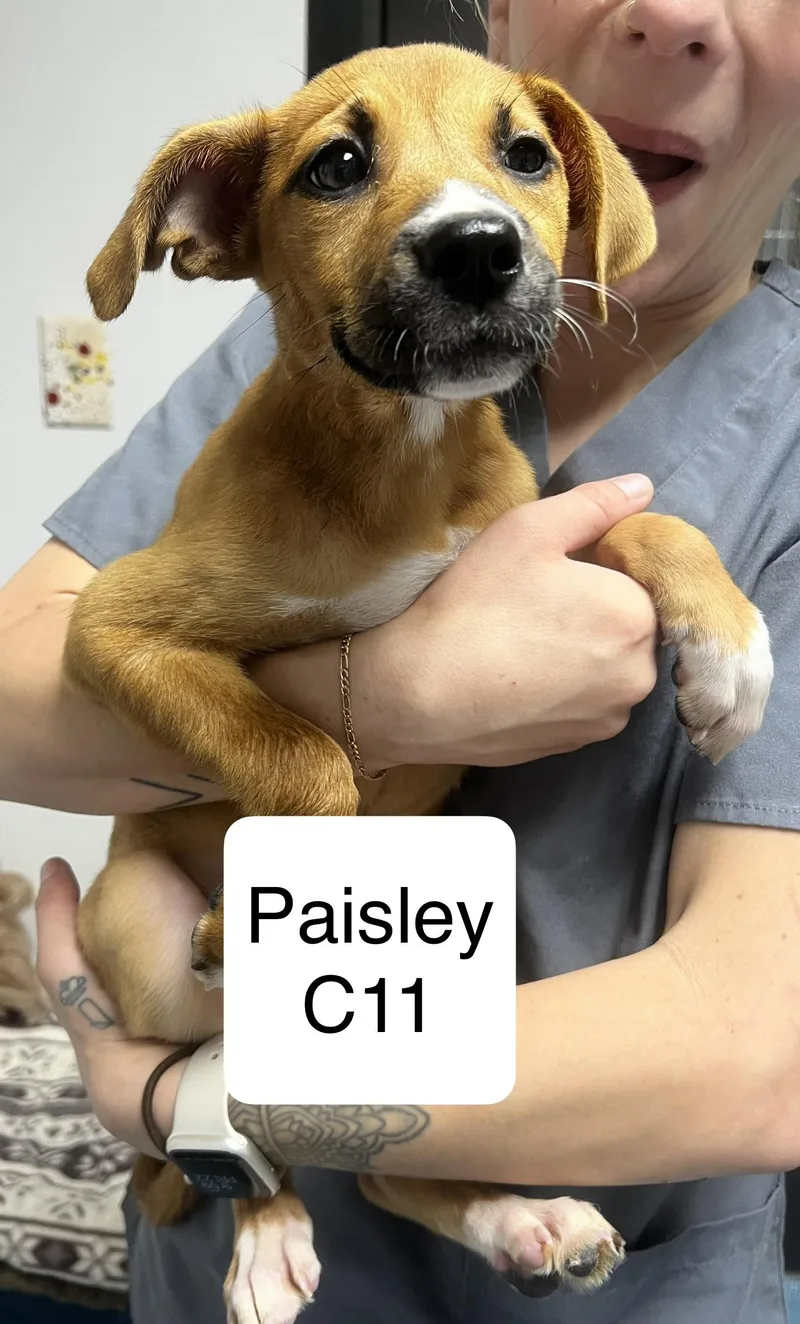 Paisley