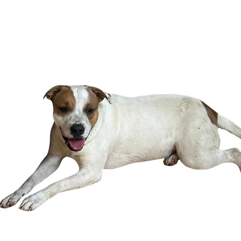 An adult medium-sized male American Bulldog dog named Compass for adoption in Marianna, FL