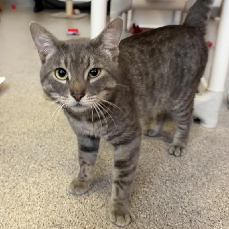 An adult large-sized male Gray / Blue / Silver Domestic Short Hair cat named Oolong for adoption in Sarasota, FL
