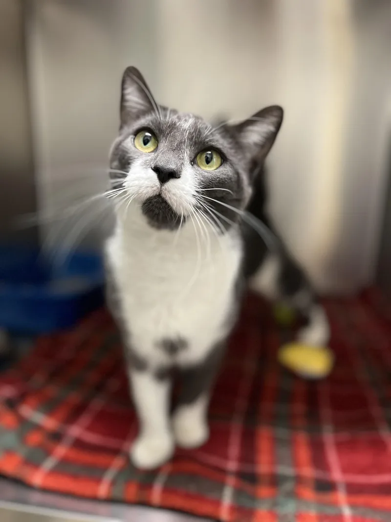 An adult medium-sized female Domestic Short Hair cat named Trouble for adoption in Yorkville, IL