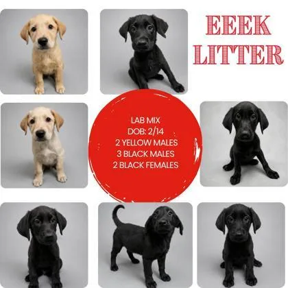 A baby small-sized male Labrador Retriever dog named Elvis for adoption in Hobart, IN