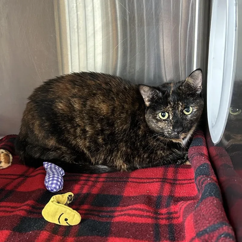 An adult large-sized female Tortoiseshell Domestic Short Hair cat named Bonnie for adoption in Knoxville, TN