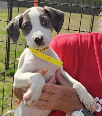A baby large-sized female Shepherd dog named Mildred for adoption in West Chester, PA