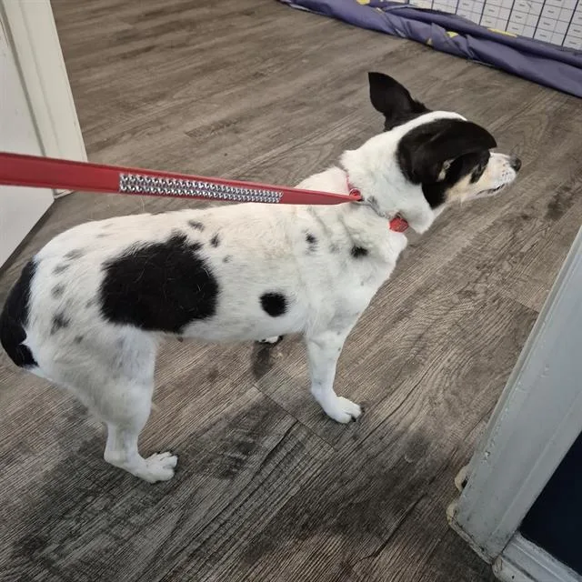 An adult small-sized female Chihuahua dog named Toni for adoption in San Antonio, TX