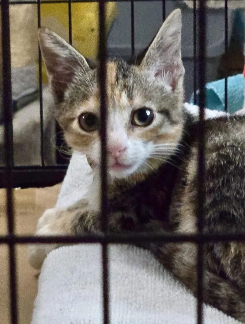 A baby medium-sized female American Shorthair cat named Dolly for adoption in Loganville, GA