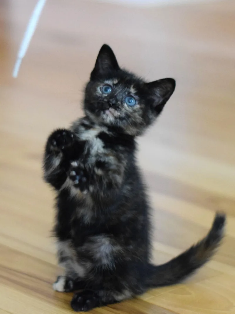Penny