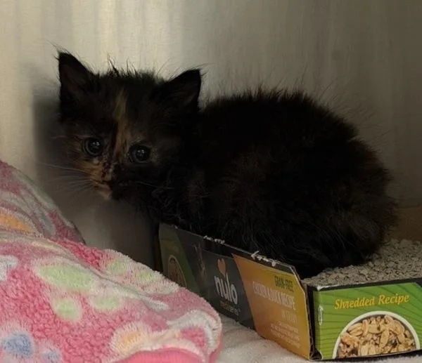 A baby medium-sized female Domestic Short Hair cat named Stevie Nicks for adoption in Escondido, CA