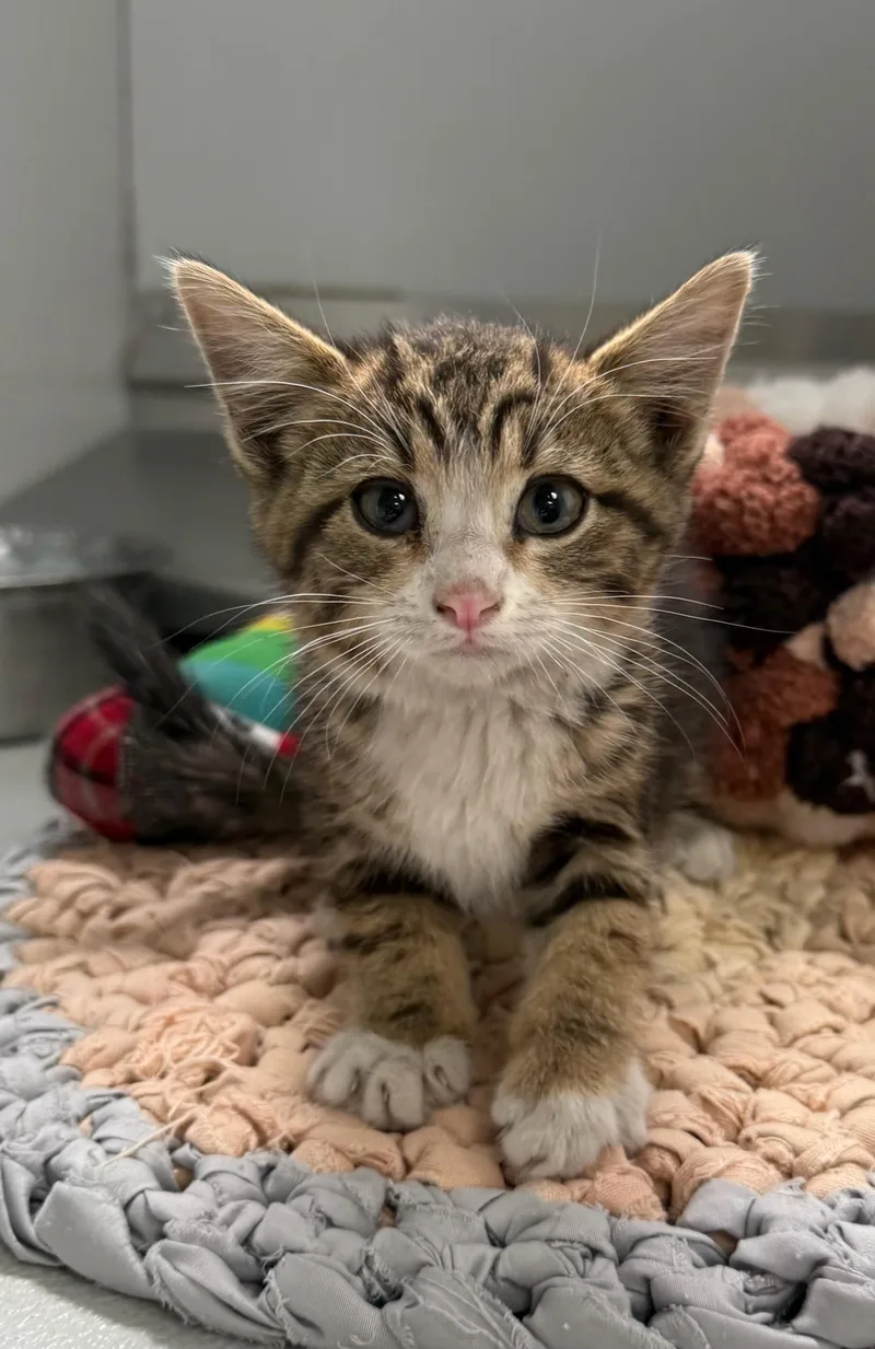A young small-sized female Tabby (Brown / Chocolate) Domestic Short Hair cat named 61631154 for adoption in Elko, NV