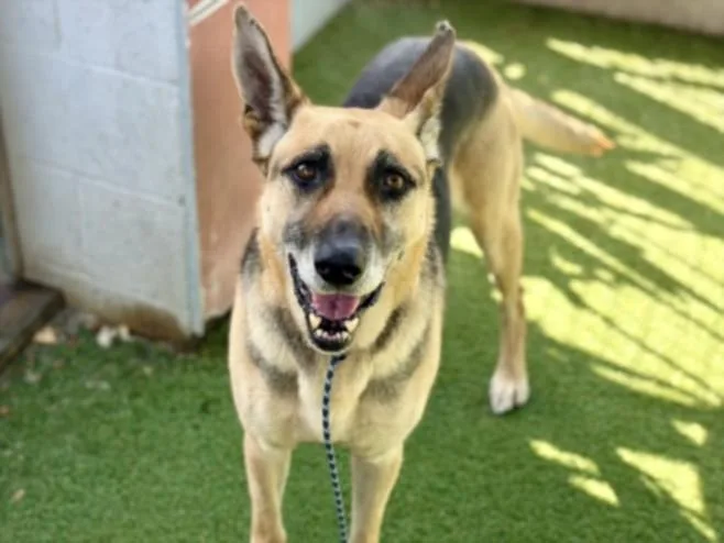 An adult large-sized male German Shepherd Dog dog named Max for adoption in Los Angeles, CA