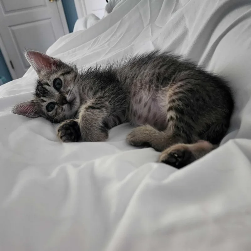 A baby small-sized female Brown / Chocolate Domestic Short Hair cat named Juliet for adoption in Tallahassee, FL